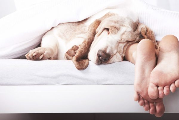 Sleep with your pet