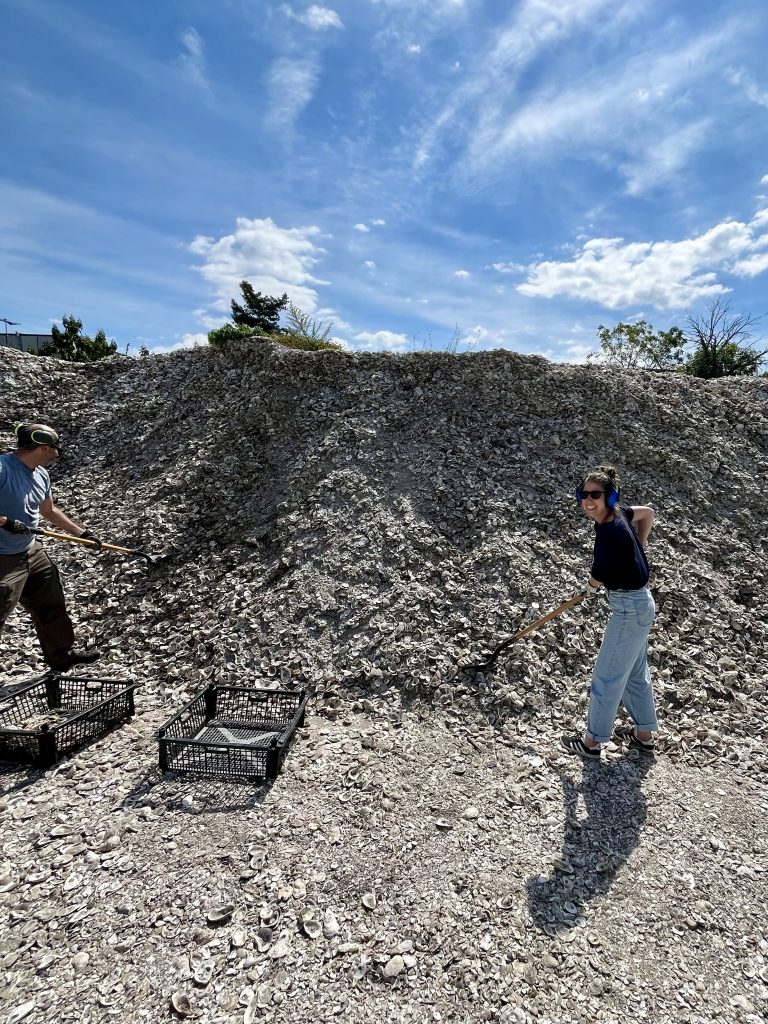 Volunteers raking a large pile of recycled oyster shells