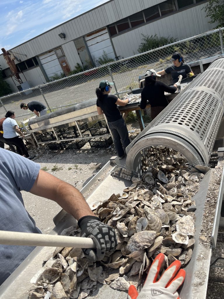 Oyster shells running through a rotating screen